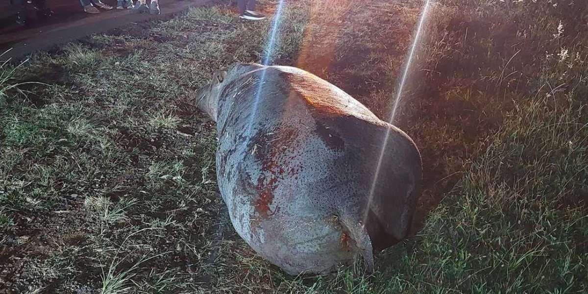 Hippo killed in accident near Rietvlei Nature Reserve in Pretoria
